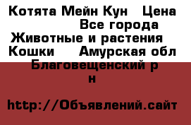 Котята Мейн Кун › Цена ­ 15 000 - Все города Животные и растения » Кошки   . Амурская обл.,Благовещенский р-н